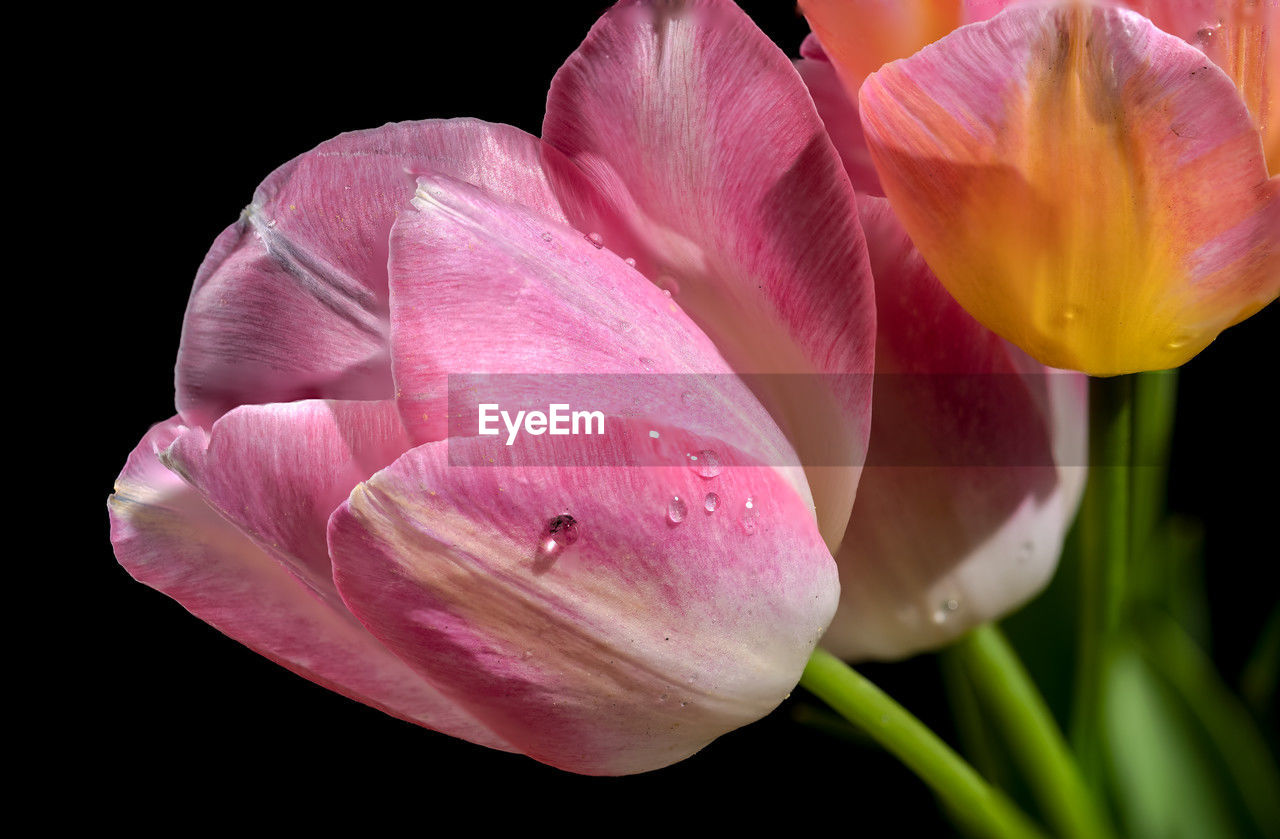 flower, flowering plant, plant, freshness, petal, beauty in nature, close-up, fragility, pink, inflorescence, flower head, macro photography, nature, growth, plant stem, no people, black background, tulip, botany, springtime, studio shot, water, blossom, outdoors, pollen, focus on foreground