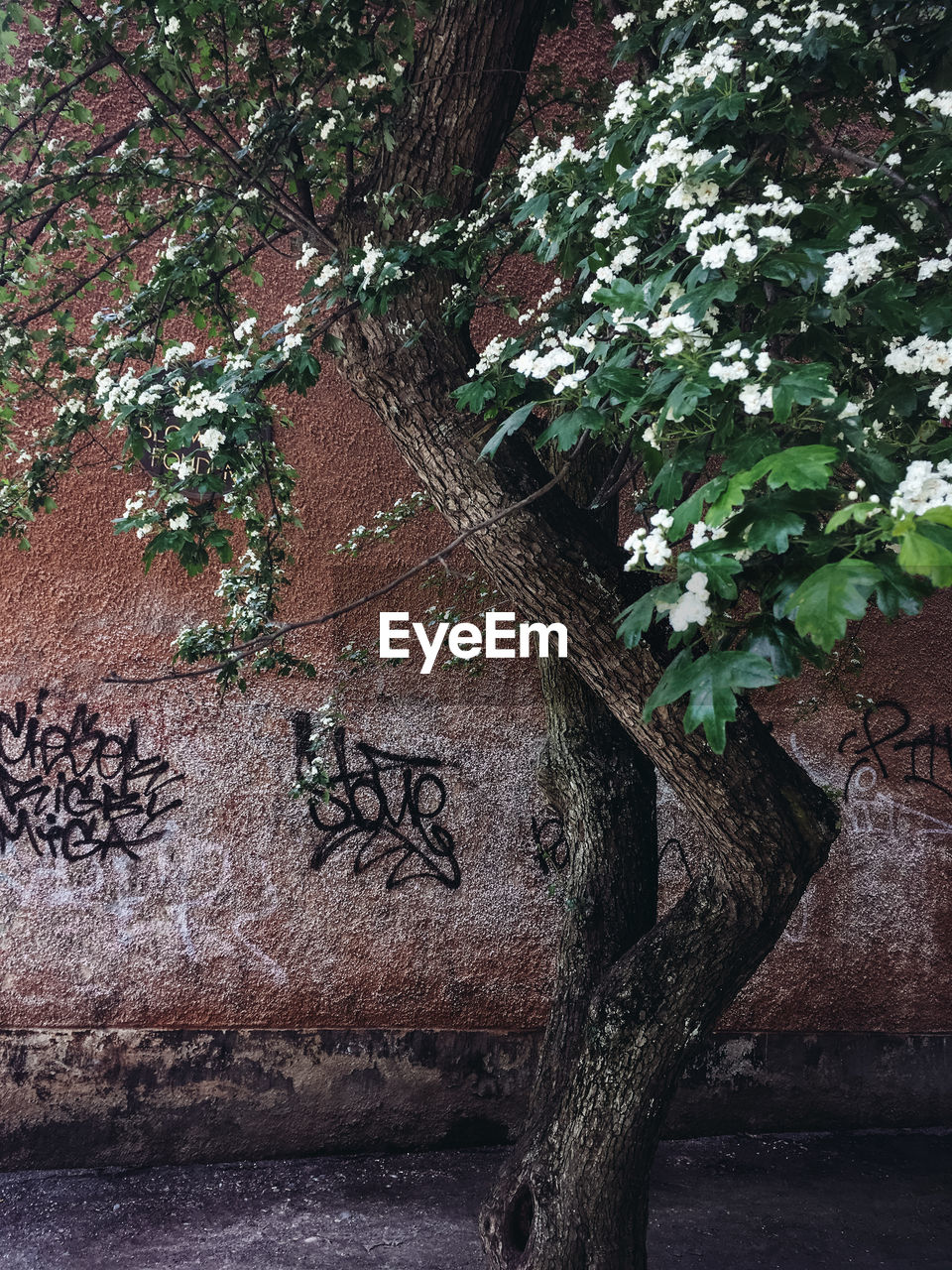 CLOSE-UP OF TREE TRUNK AGAINST WALL