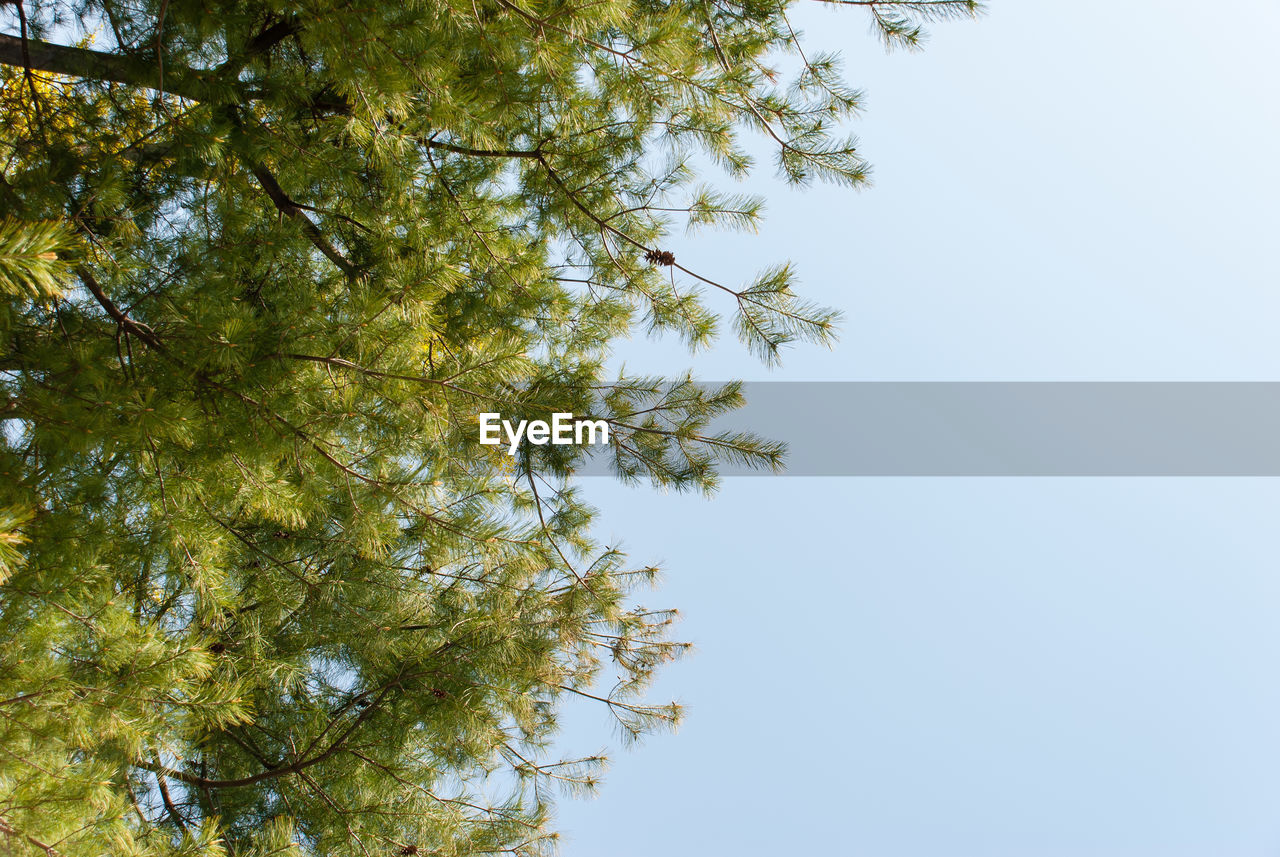 Low angle view of tree against clear sky