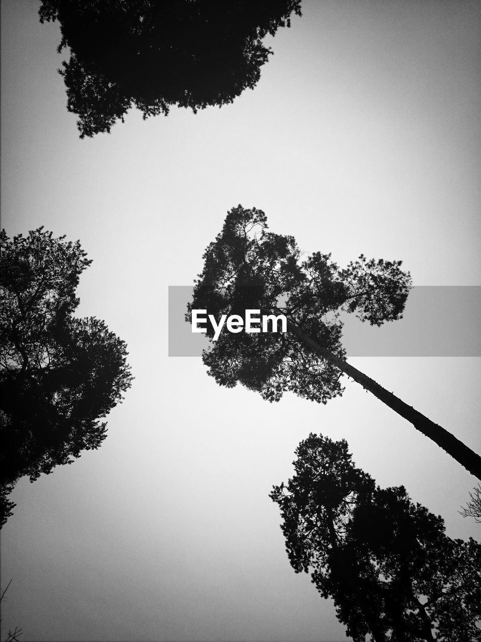 LOW ANGLE VIEW OF TREES AGAINST SKY