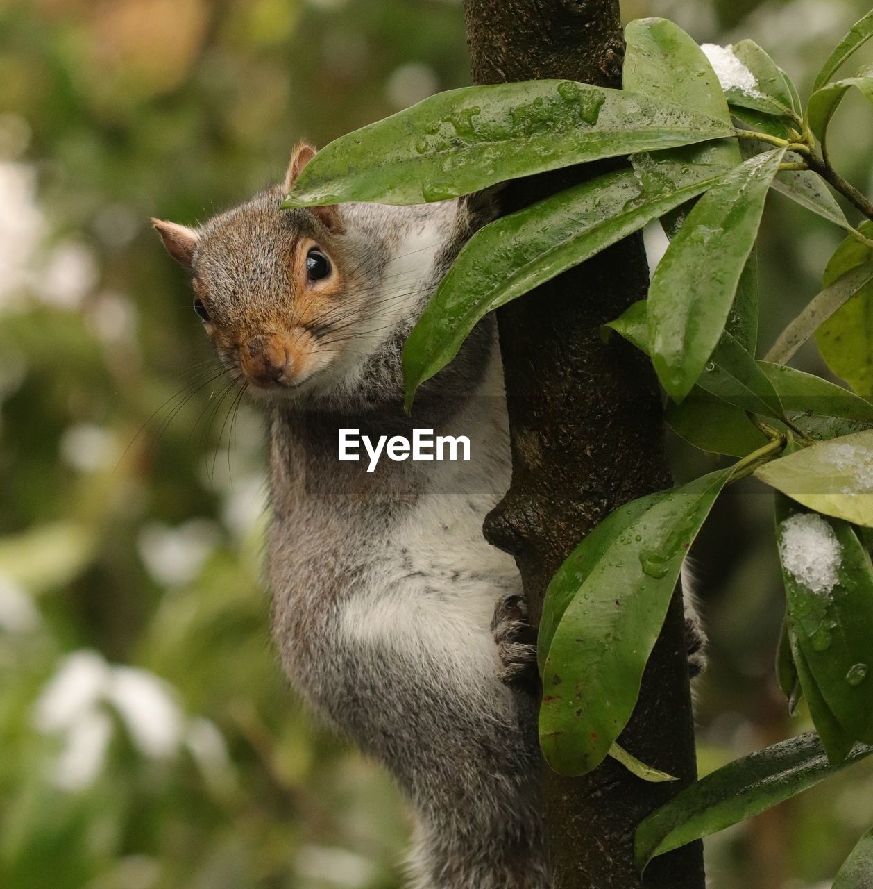 CLOSE-UP OF A SQUIRREL