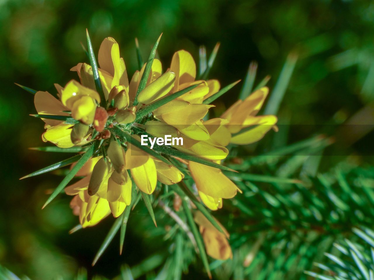 Close-up of yellow flowering plant