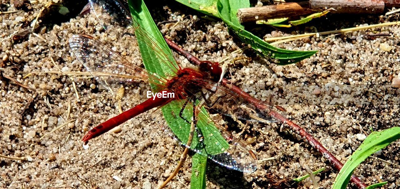 HIGH ANGLE VIEW OF INSECT ON PLANT