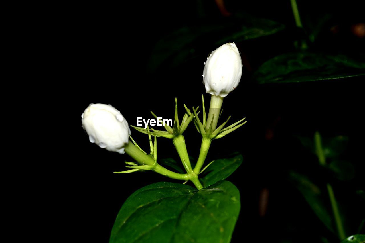 CLOSE-UP OF FLOWER GROWING AGAINST BLACK BACKGROUND