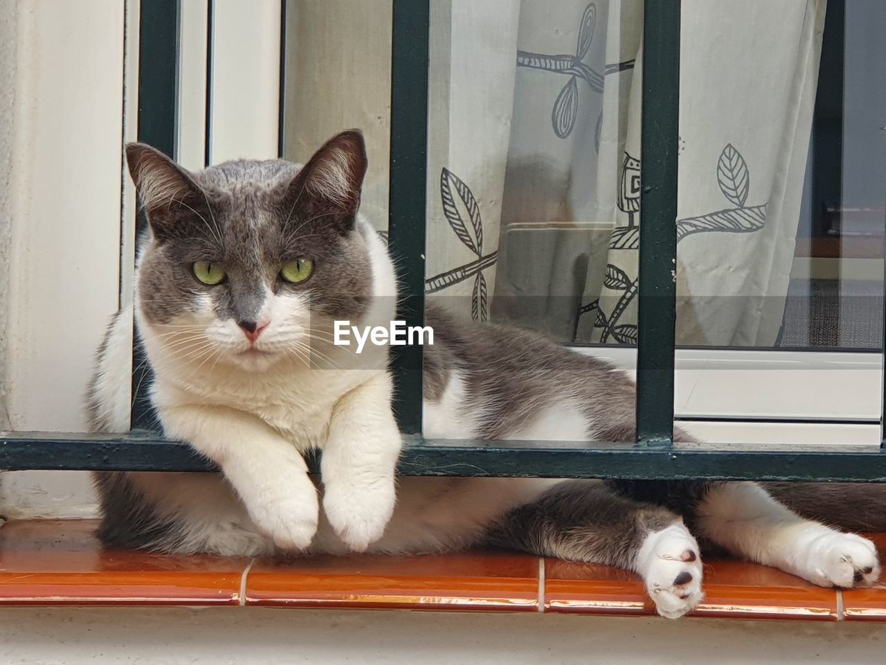 pet, animal themes, animal, mammal, domestic animals, cat, domestic cat, one animal, feline, window, whiskers, no people, relaxation, small to medium-sized cats, felidae, sitting, portrait, indoors, animal shelter, looking at camera, carnivore, window sill, looking