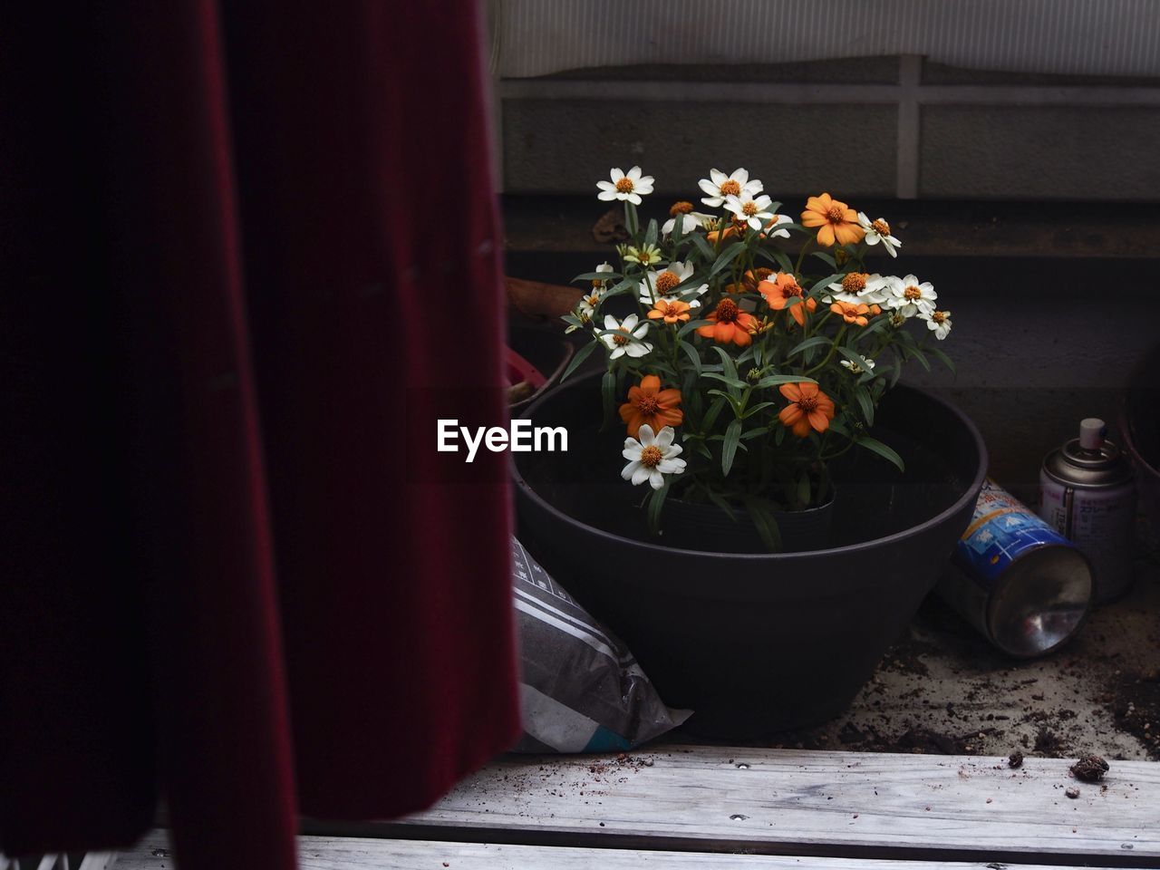 CLOSE-UP OF POTTED PLANT ON RED TABLE