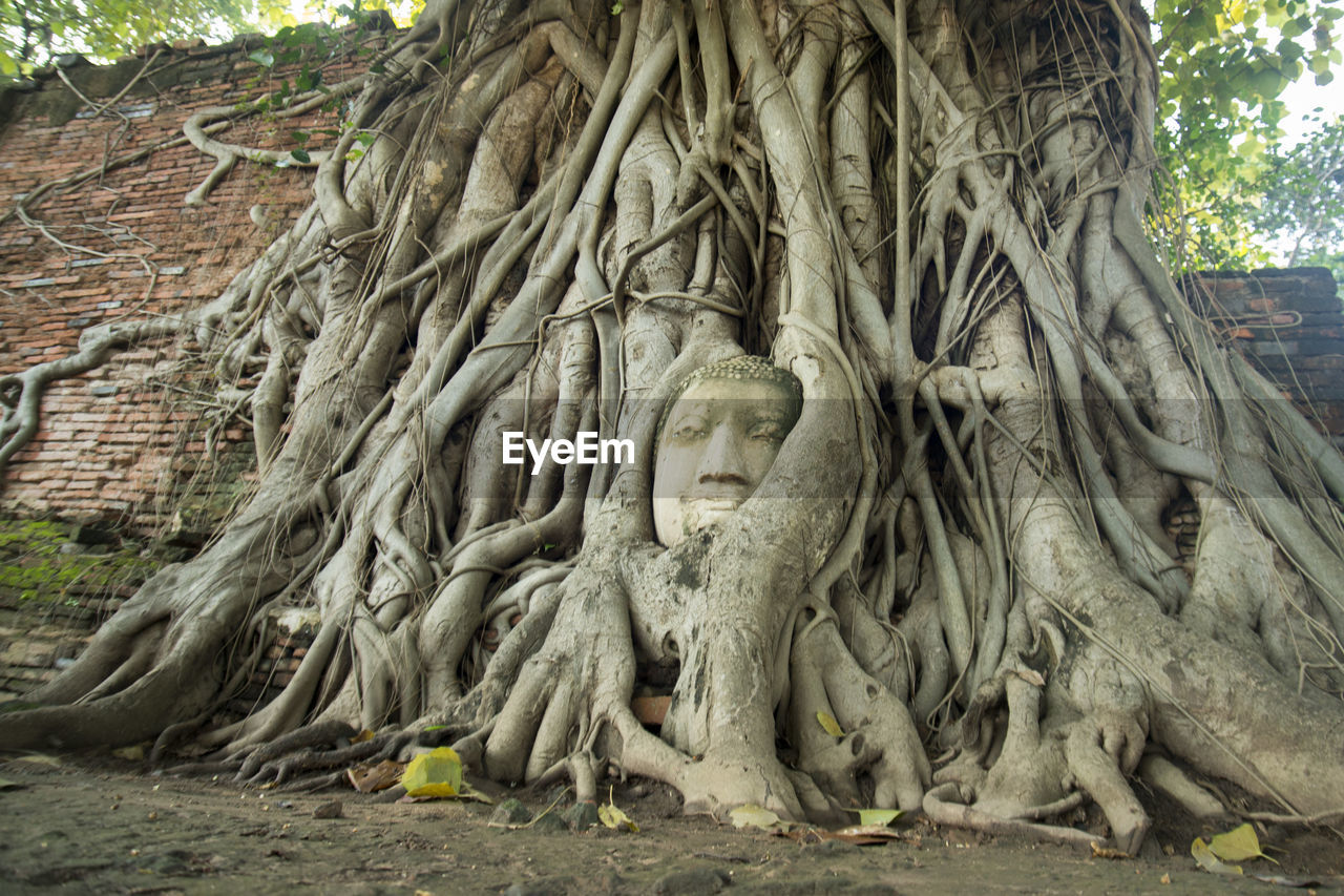 Close-up of buddha statue in tree roots