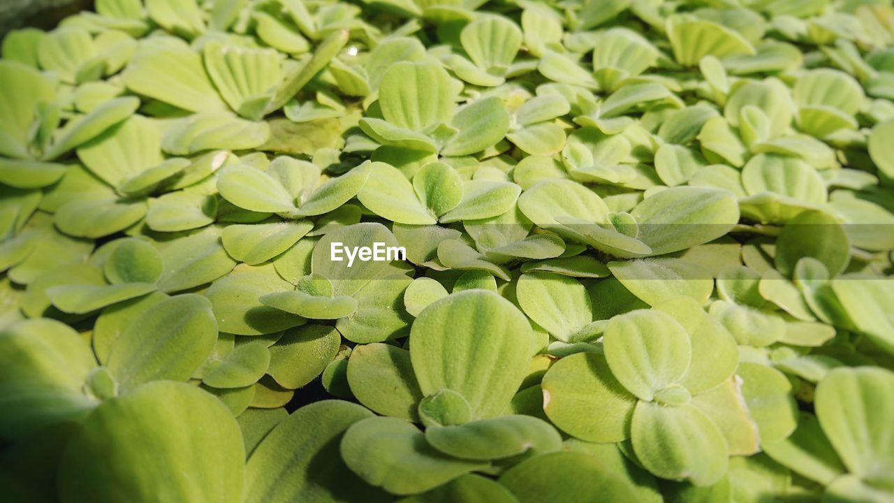 FULL FRAME SHOT OF GREEN LEAVES