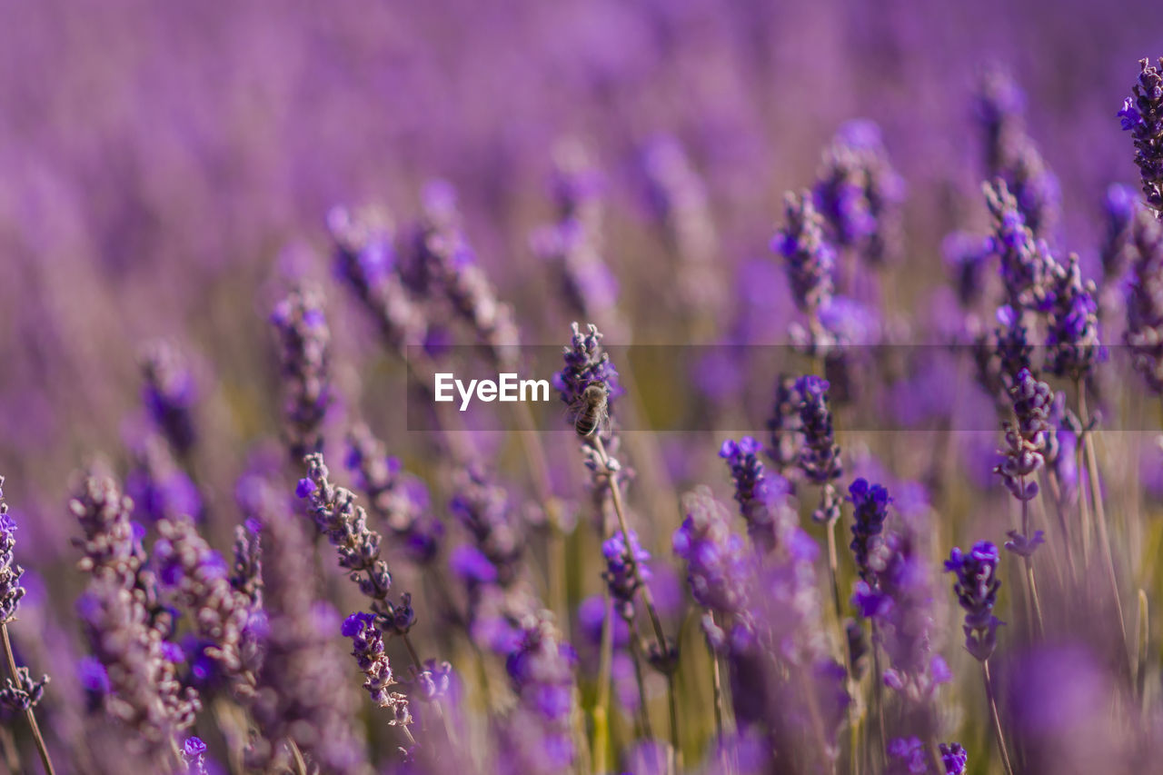 Close-up of purple flowering plants on field