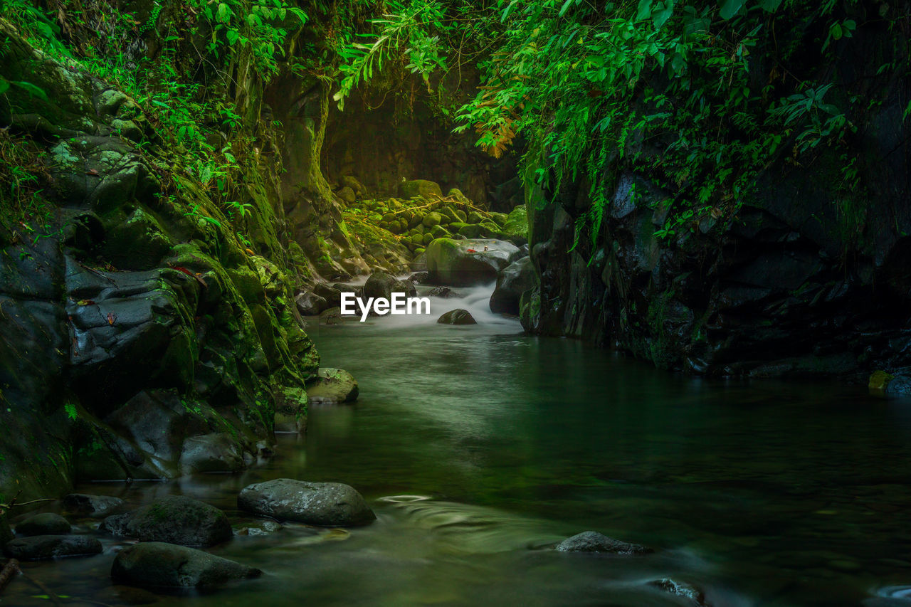 water, forest, beauty in nature, tree, jungle, nature, stream, land, plant, rainforest, river, scenics - nature, environment, natural environment, rock, green, creek, no people, landscape, tranquility, body of water, waterfall, non-urban scene, outdoors, wilderness, water feature, old-growth forest, flowing water, watercourse, motion, long exposure, flowing, tranquil scene, foliage, travel destinations, lush foliage, travel, rapid, idyllic, environmental conservation, growth