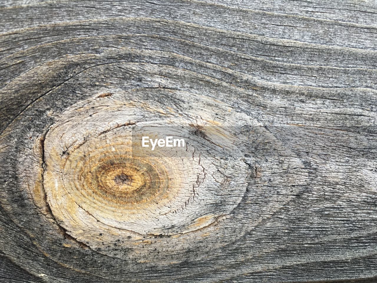 CLOSE-UP OF TREE TRUNK