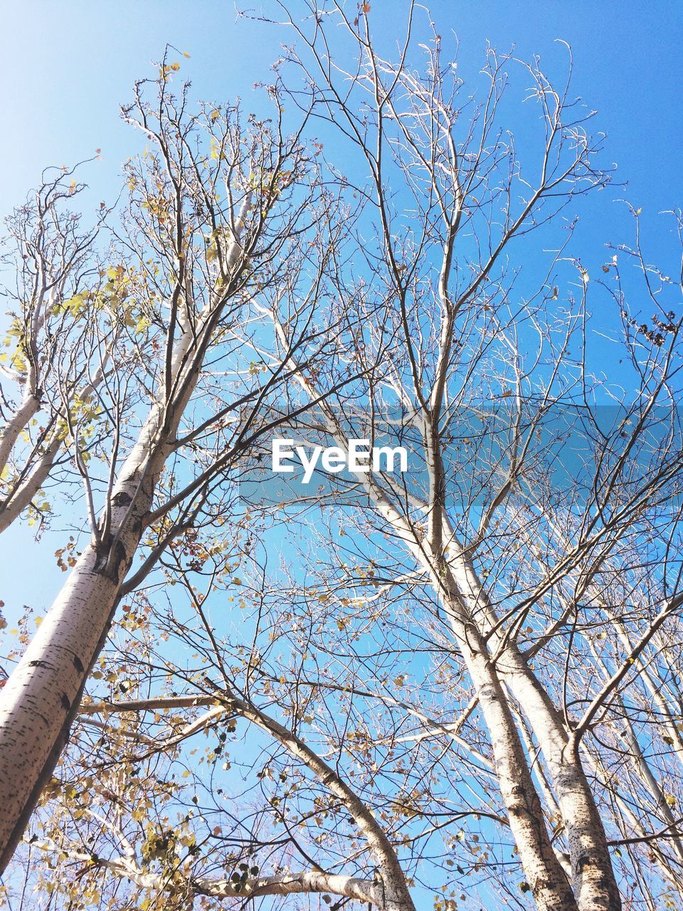 LOW ANGLE VIEW OF BARE TREE AGAINST SKY