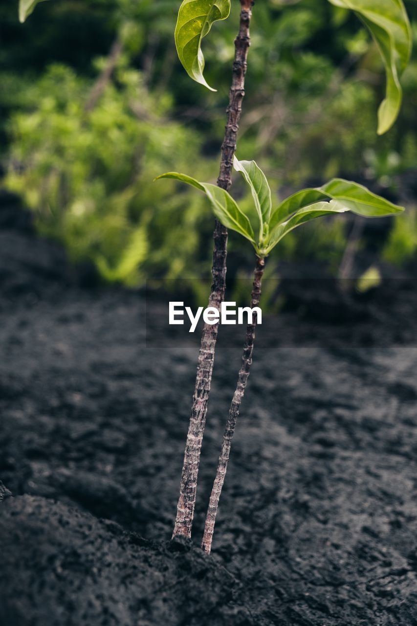 Close-up of plant on field. land covered with lava.