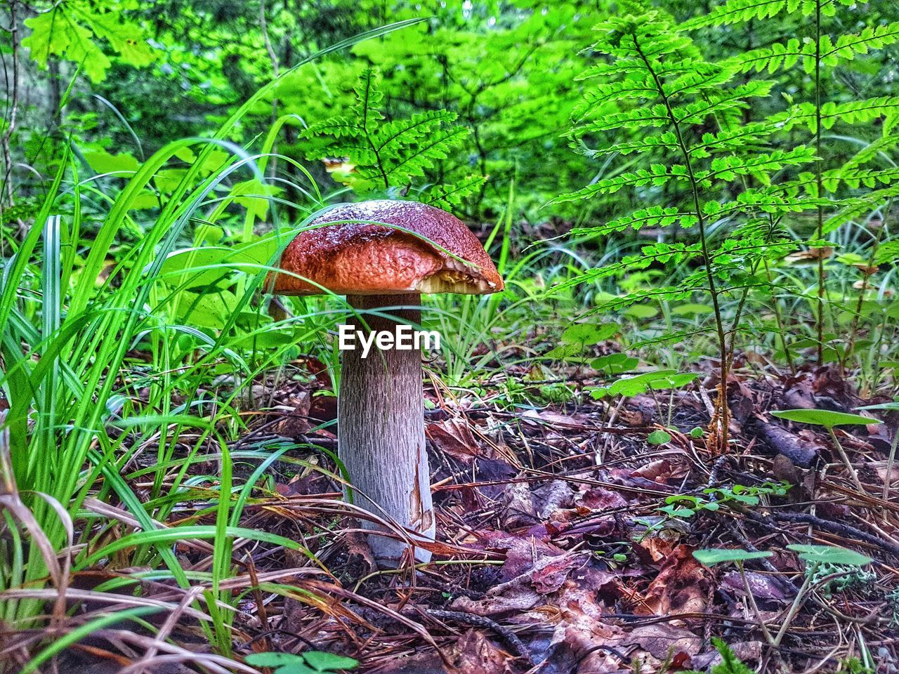 CLOSE-UP OF MUSHROOM GROWING ON FIELD IN FOREST