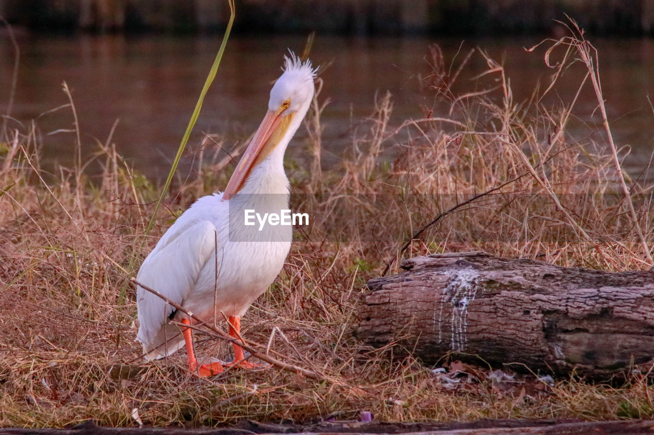 BIRD PERCHING ON GRASS