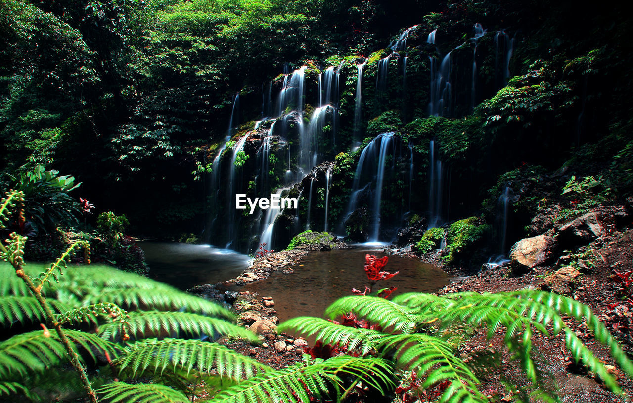 Plants and trees in forest