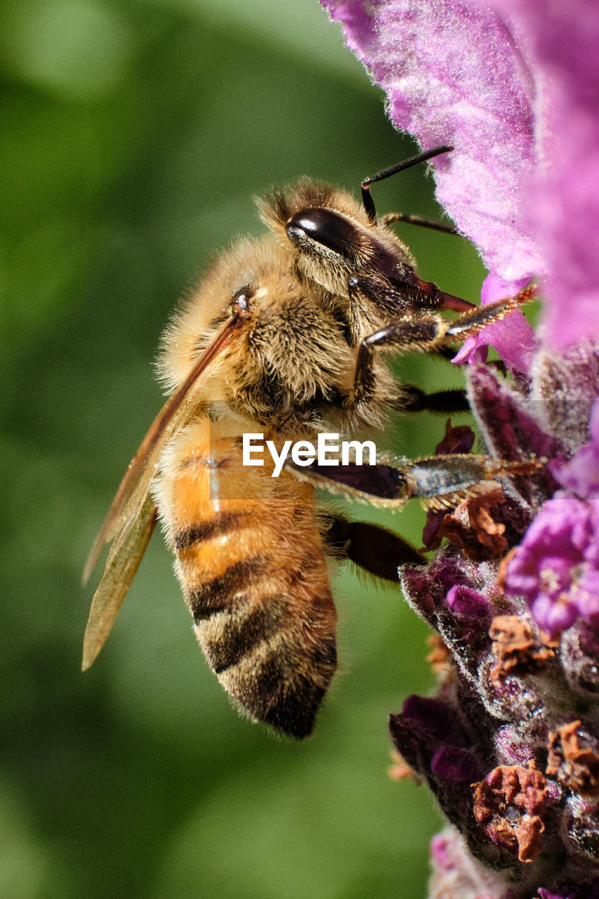 Close-up of bee pollinating on purple flower