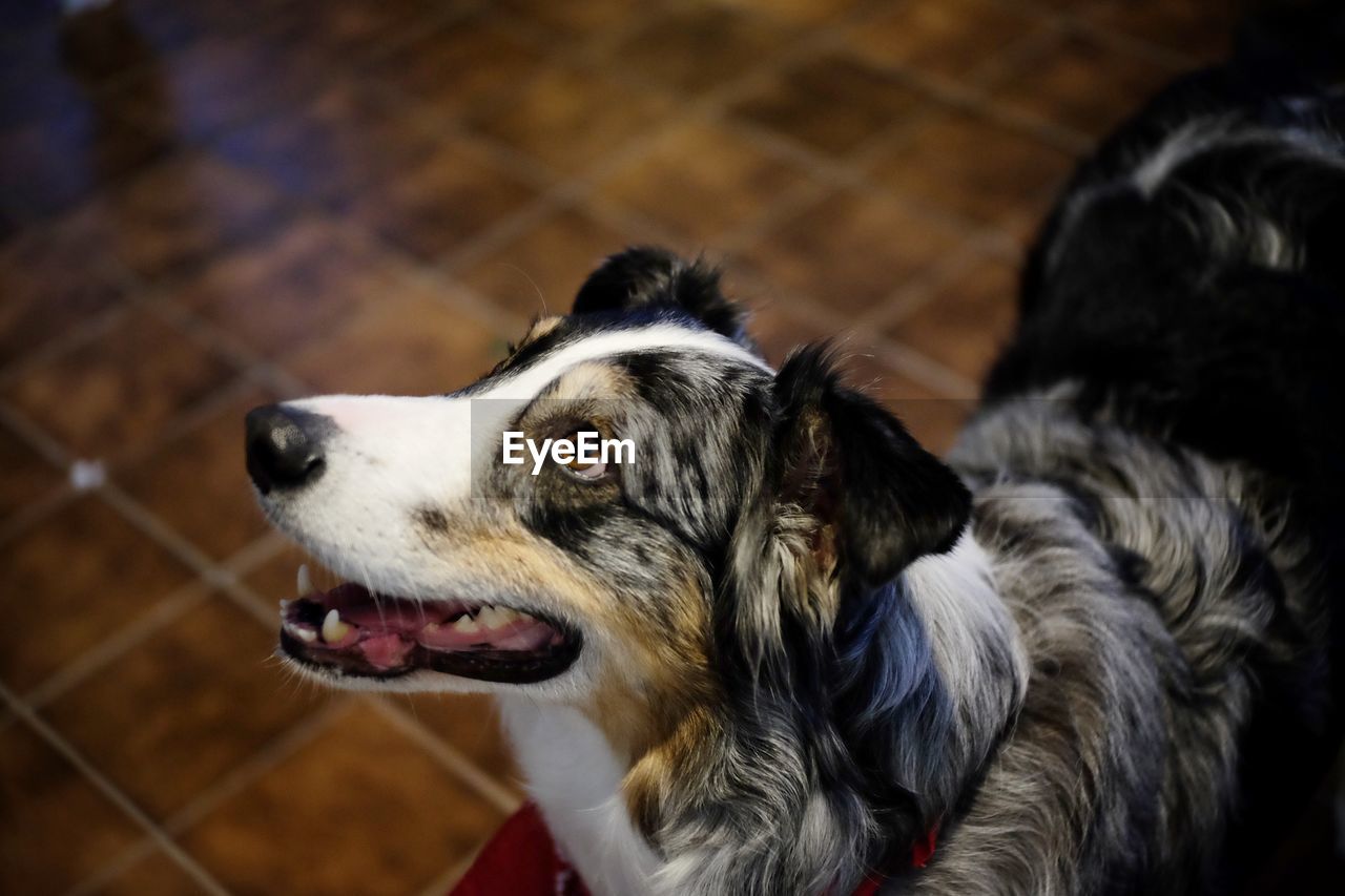 HIGH ANGLE VIEW OF DOG LOOKING AWAY