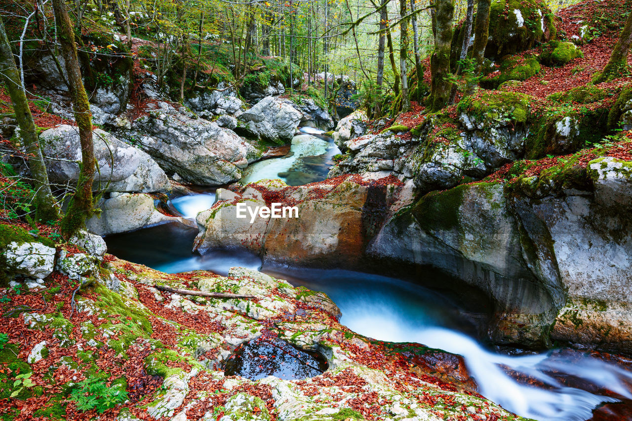 TREES GROWING BY ROCKS IN RIVER