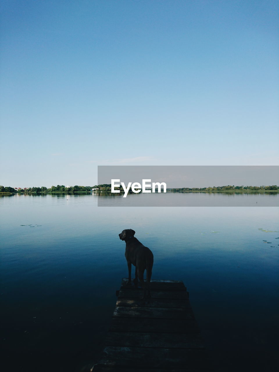 Dog standing in lake against clear sky