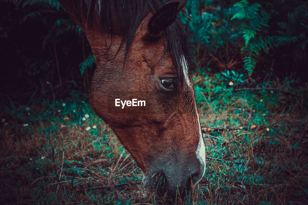 Portrait of a horse on field