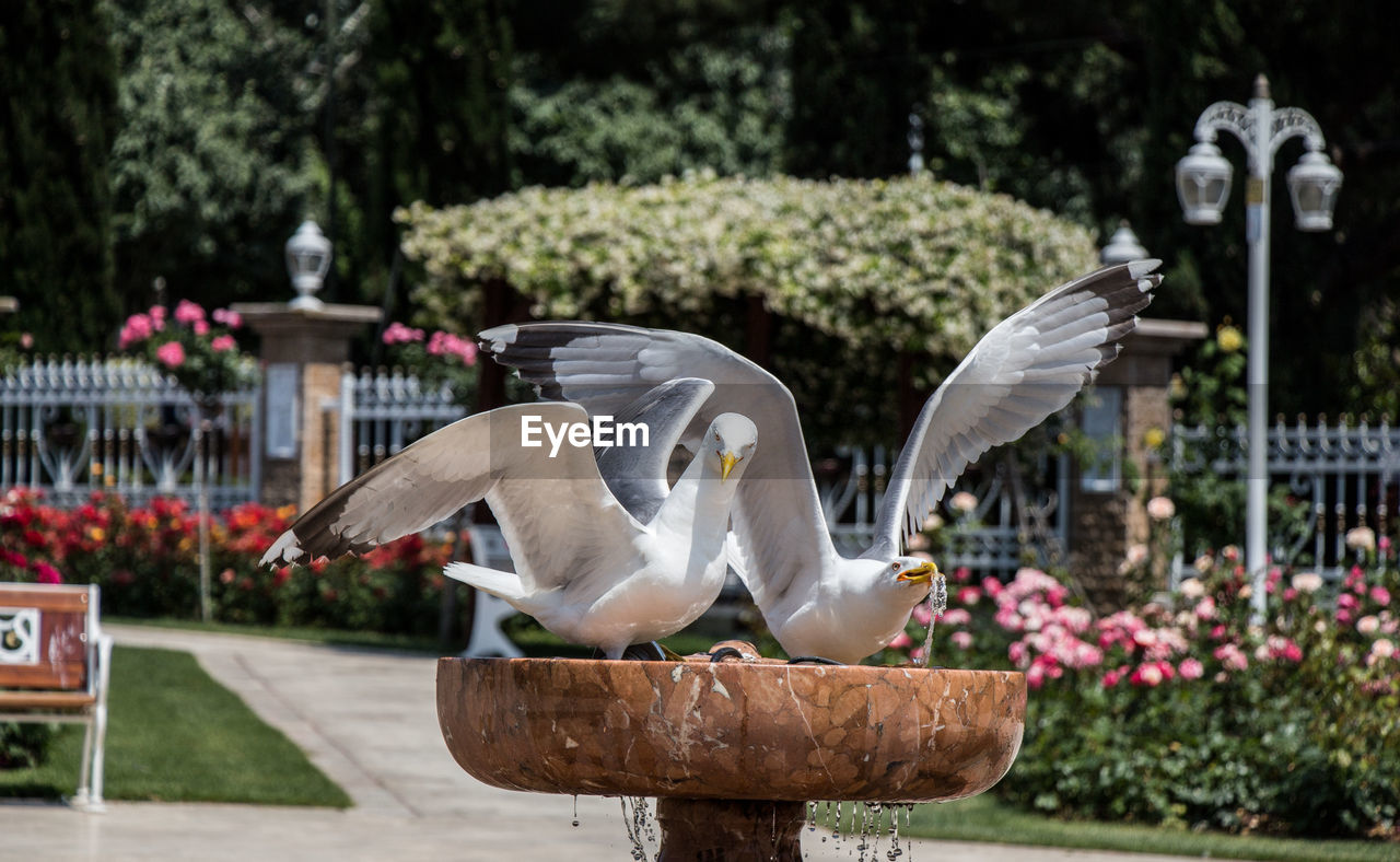 BIRDS FLYING IN PARK