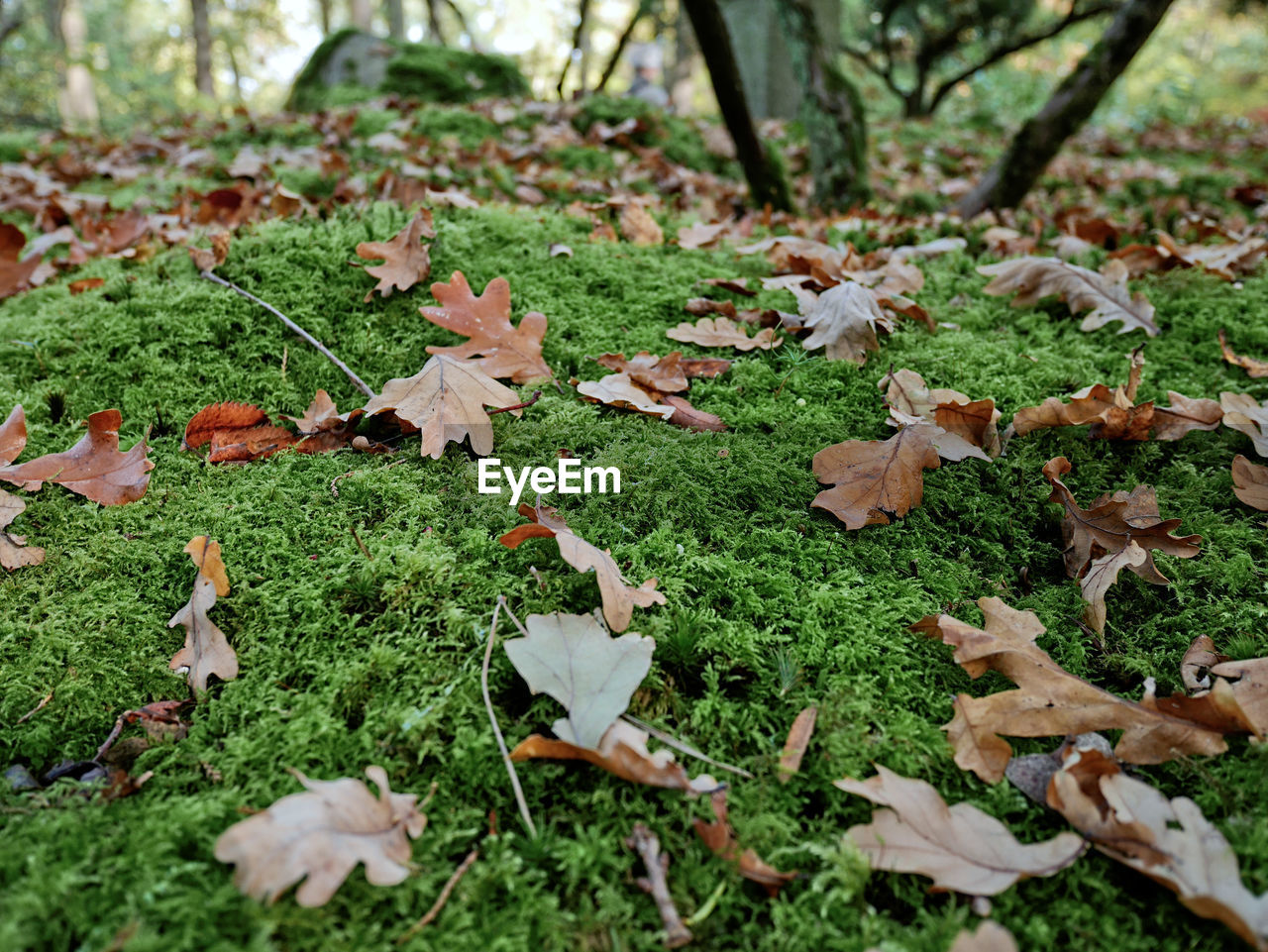 Close-up of autumn leaves fallen on grass