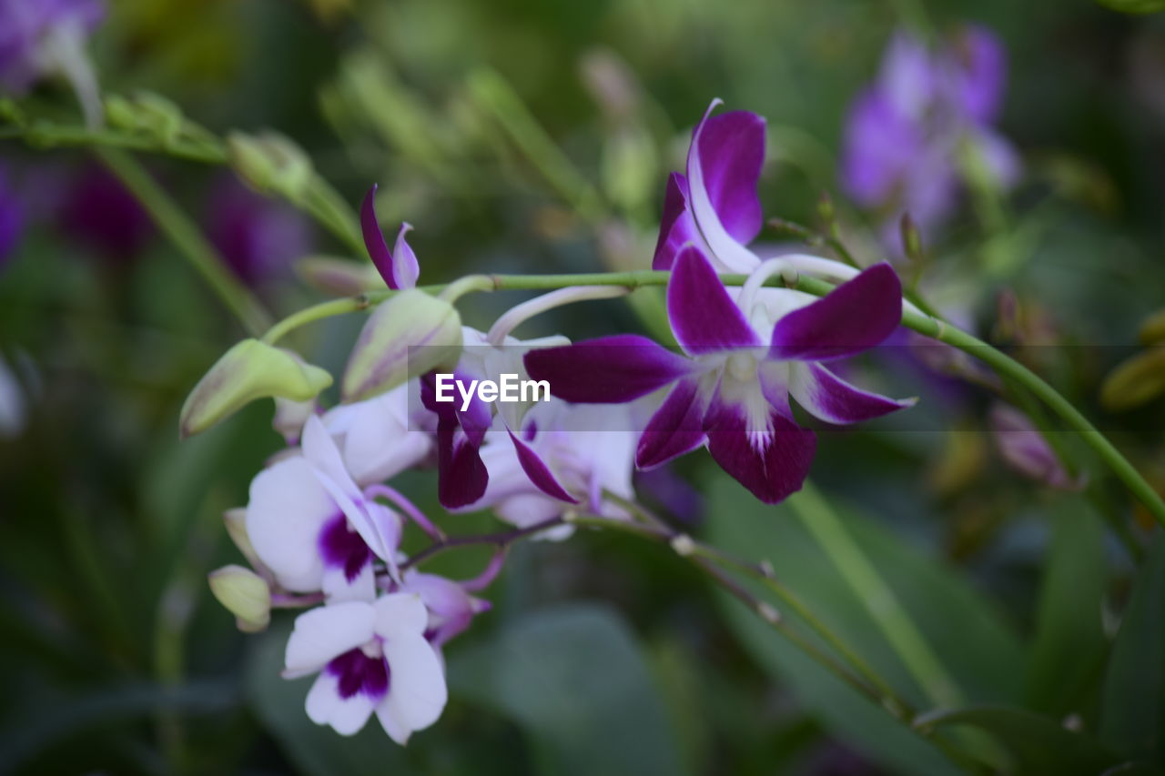 CLOSE-UP OF PURPLE FLOWERING PLANTS