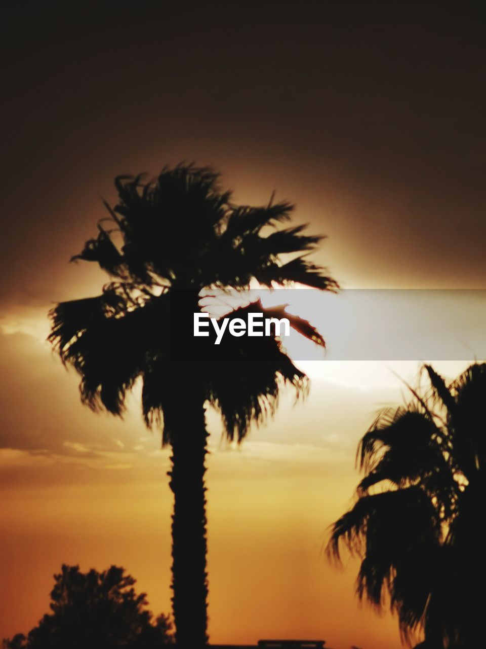 palm tree, tree, tropical climate, sky, silhouette, sunset, plant, nature, beauty in nature, tranquility, dusk, tranquil scene, scenics - nature, sunlight, no people, horizon, coconut palm tree, back lit, tropical tree, idyllic, cloud, evening, outdoors, dramatic sky, leaf, palm leaf, growth, environment, land, copy space, travel destinations, sun, borassus flabellifer, low angle view, orange color, holiday, vacation, landscape, outline, savanna