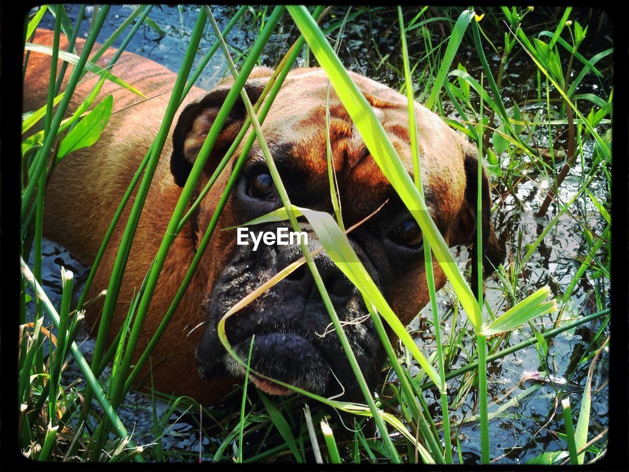 Portrait of boxer dog in lake by grass