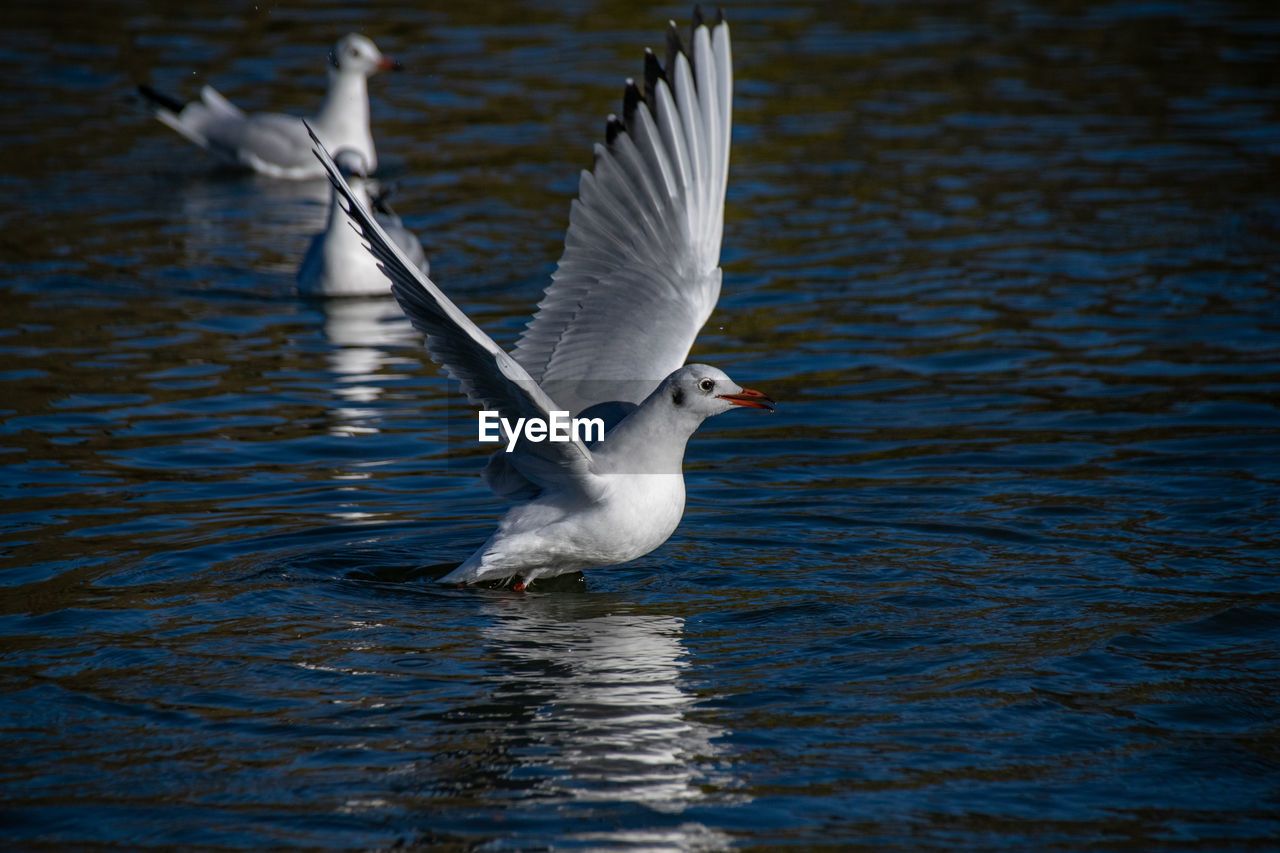 animal themes, animal, bird, animal wildlife, wildlife, water, flying, spread wings, one animal, reflection, beak, wing, no people, nature, animal body part, lake, motion, day, beauty in nature, water bird, seabird, waterfront, outdoors, animal wing, white, rippled