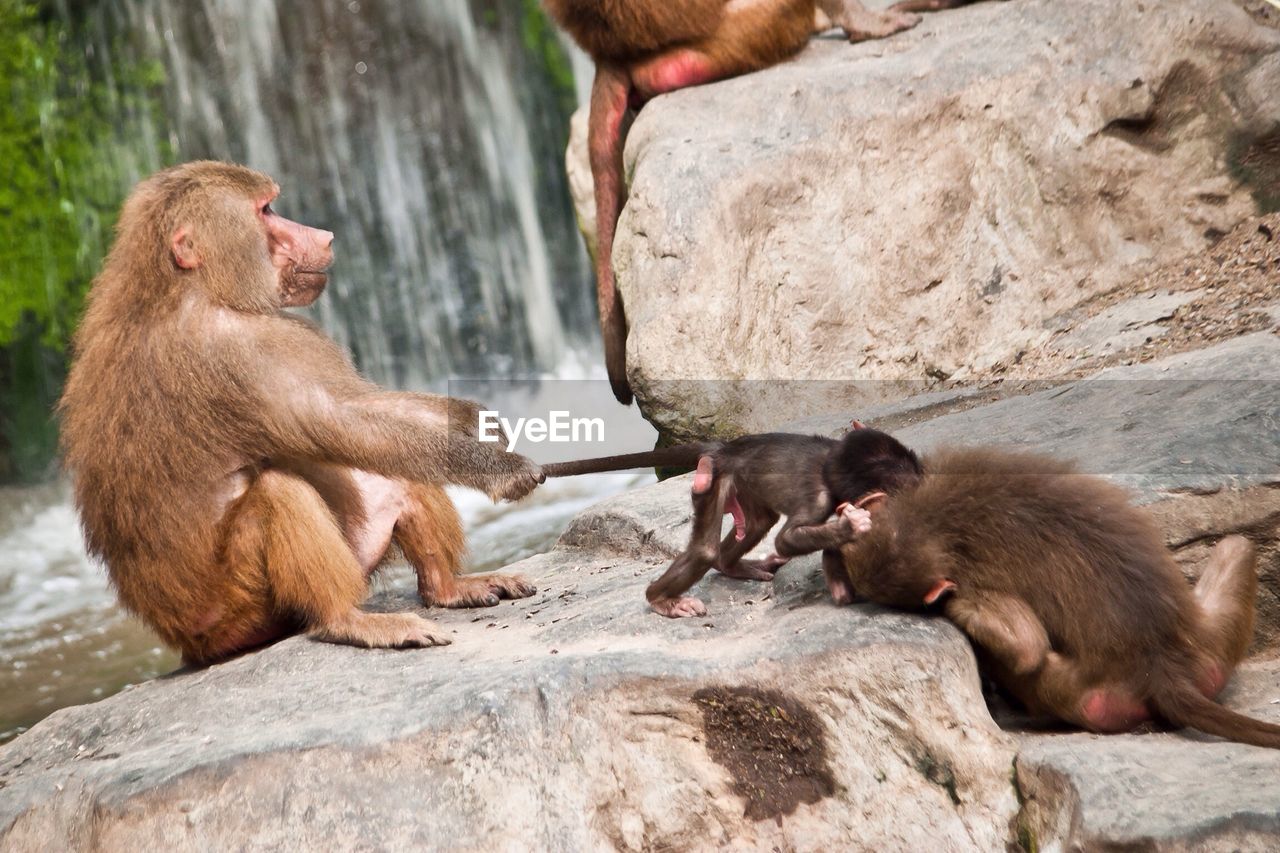 Close-up of monkeys on rock