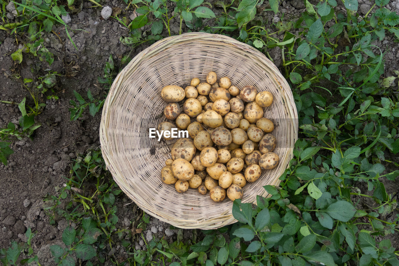 High angle view of raw potatoes in basket at farm
