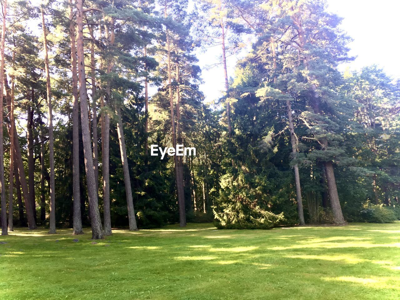 VIEW OF TREES IN THE FOREST