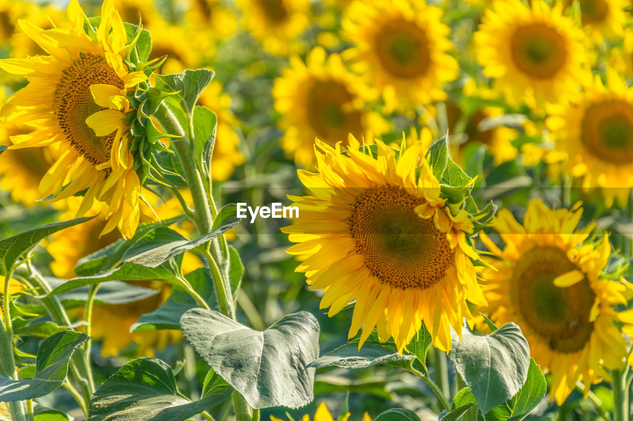 flower, plant, flowering plant, sunflower, freshness, yellow, beauty in nature, growth, flower head, nature, rural scene, petal, landscape, field, agriculture, inflorescence, close-up, land, fragility, plant part, no people, leaf, summer, farm, backgrounds, springtime, green, sunflower seed, outdoors, environment, abundance, sunlight, blossom, botany, crop, food, food and drink, focus on foreground, day, full frame, sky, vibrant color, selective focus, pollen
