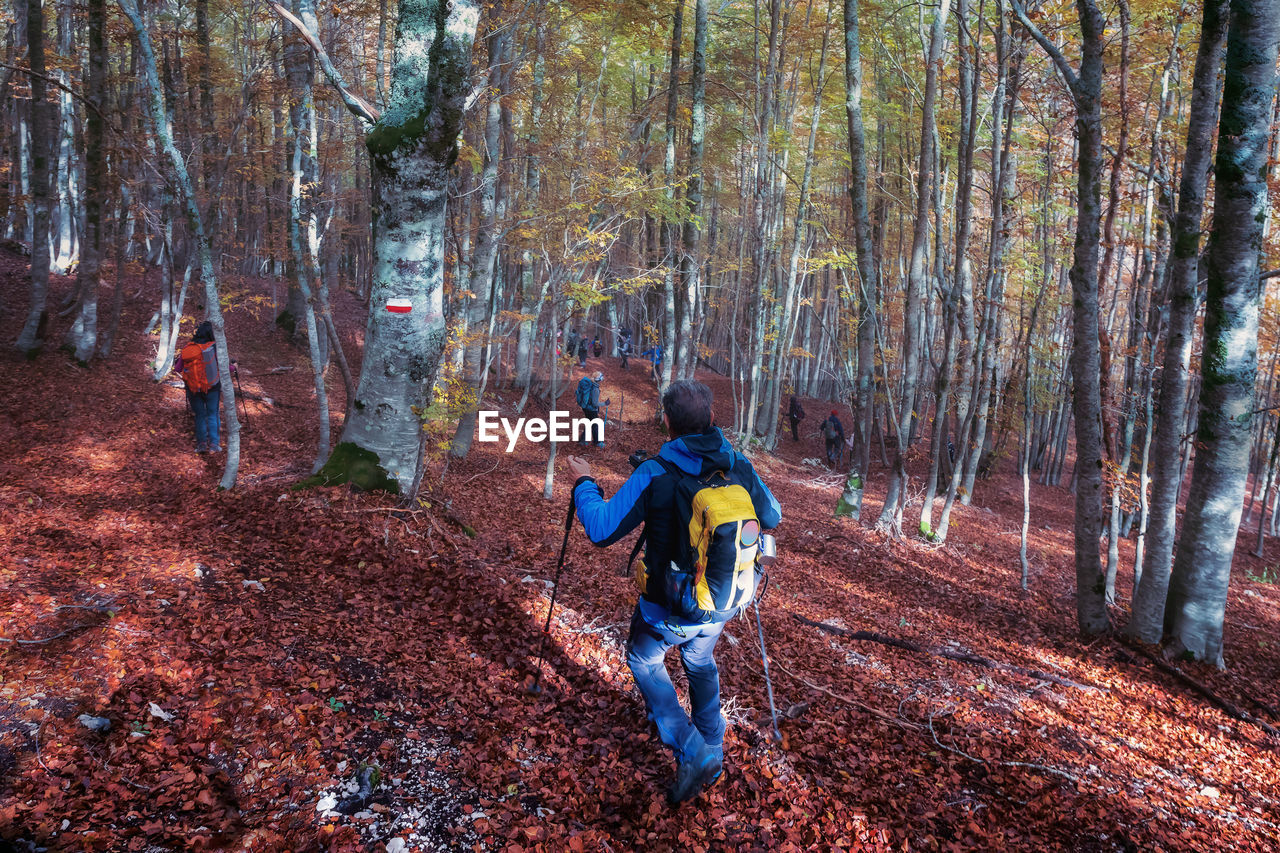 Full length of man hiking amidst trees in forest