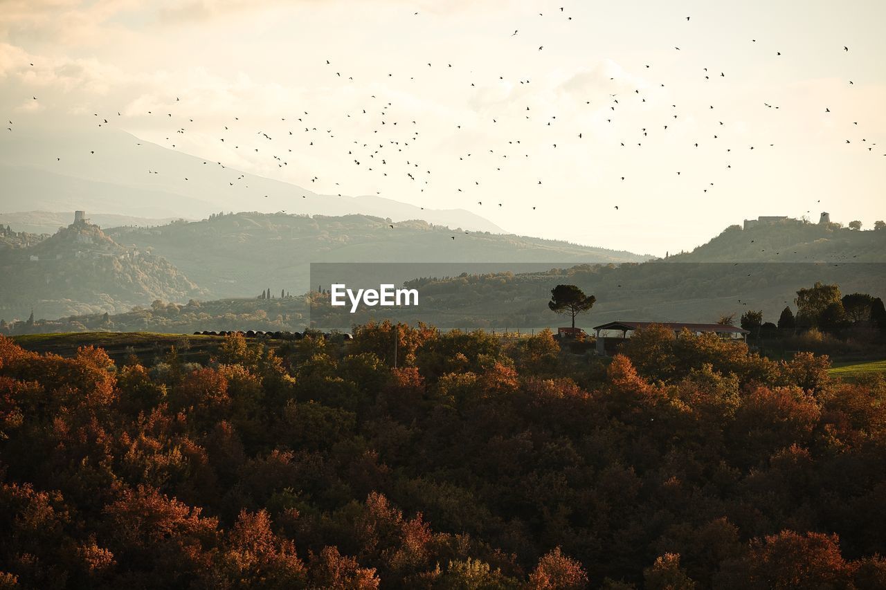 FLOCK OF BIRDS FLYING OVER LAND AGAINST SKY