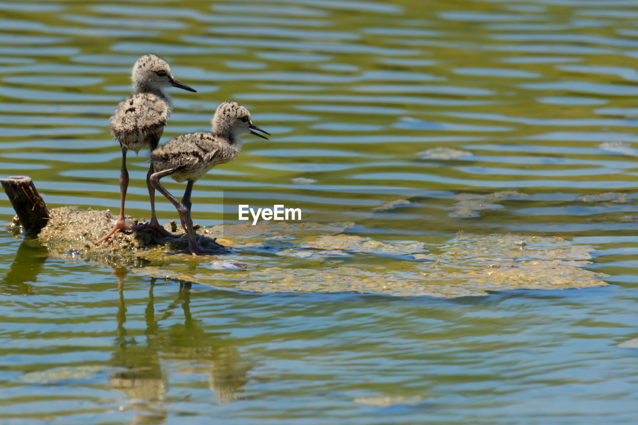 Close-up of birds perching by lake