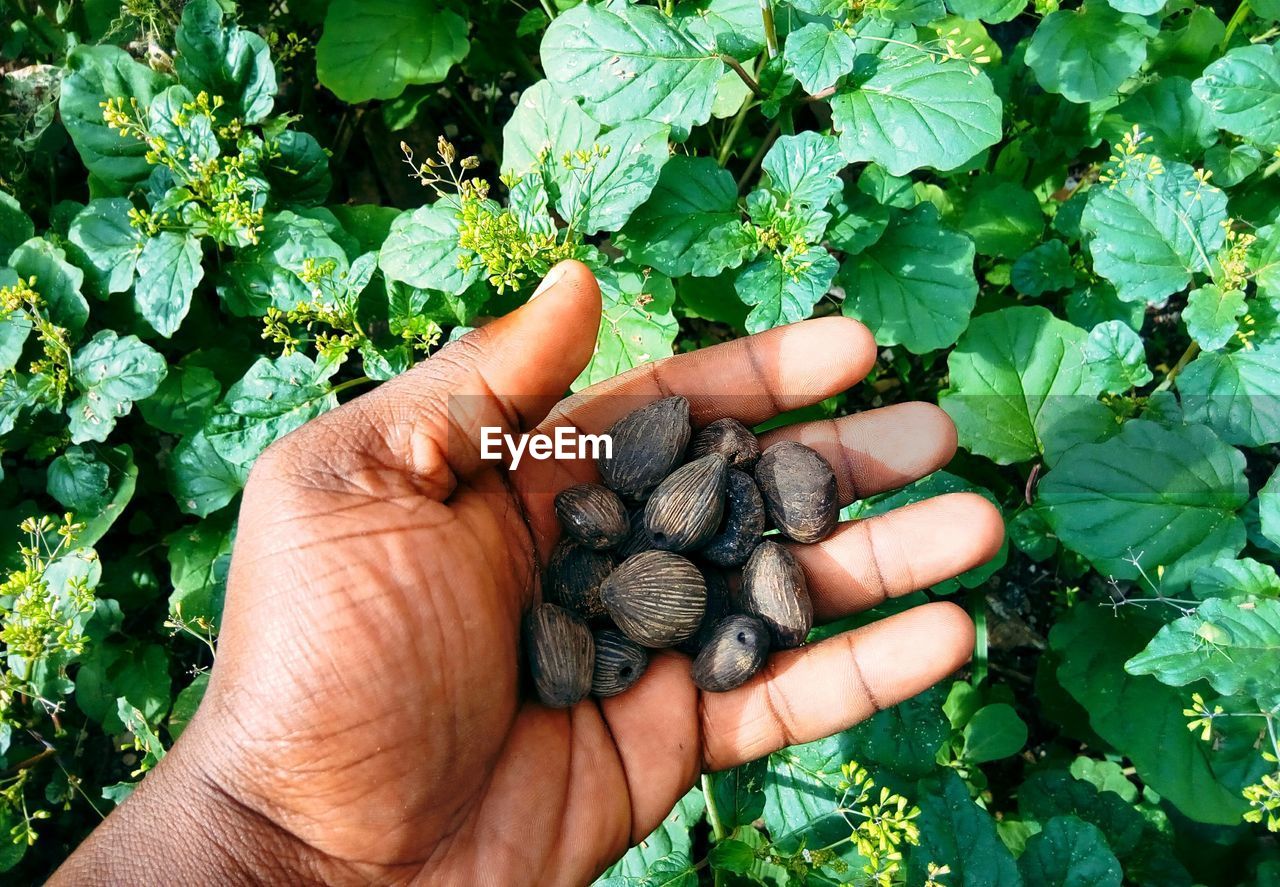 CROPPED IMAGE OF HAND HOLDING PLANT