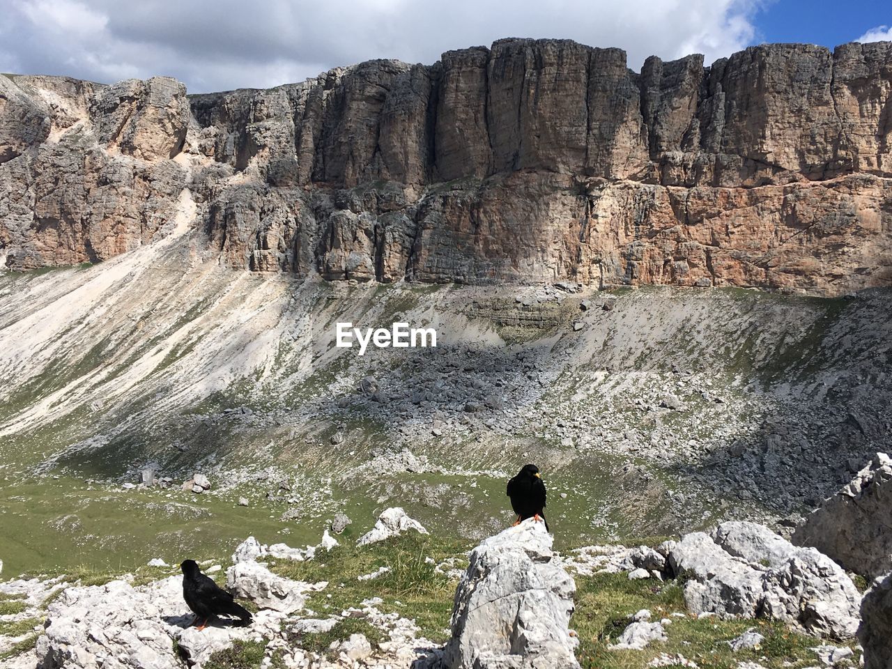 Birds on rocks against rocky mountains