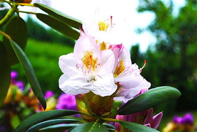 CLOSE-UP OF WHITE FLOWERS BLOOMING OUTDOORS