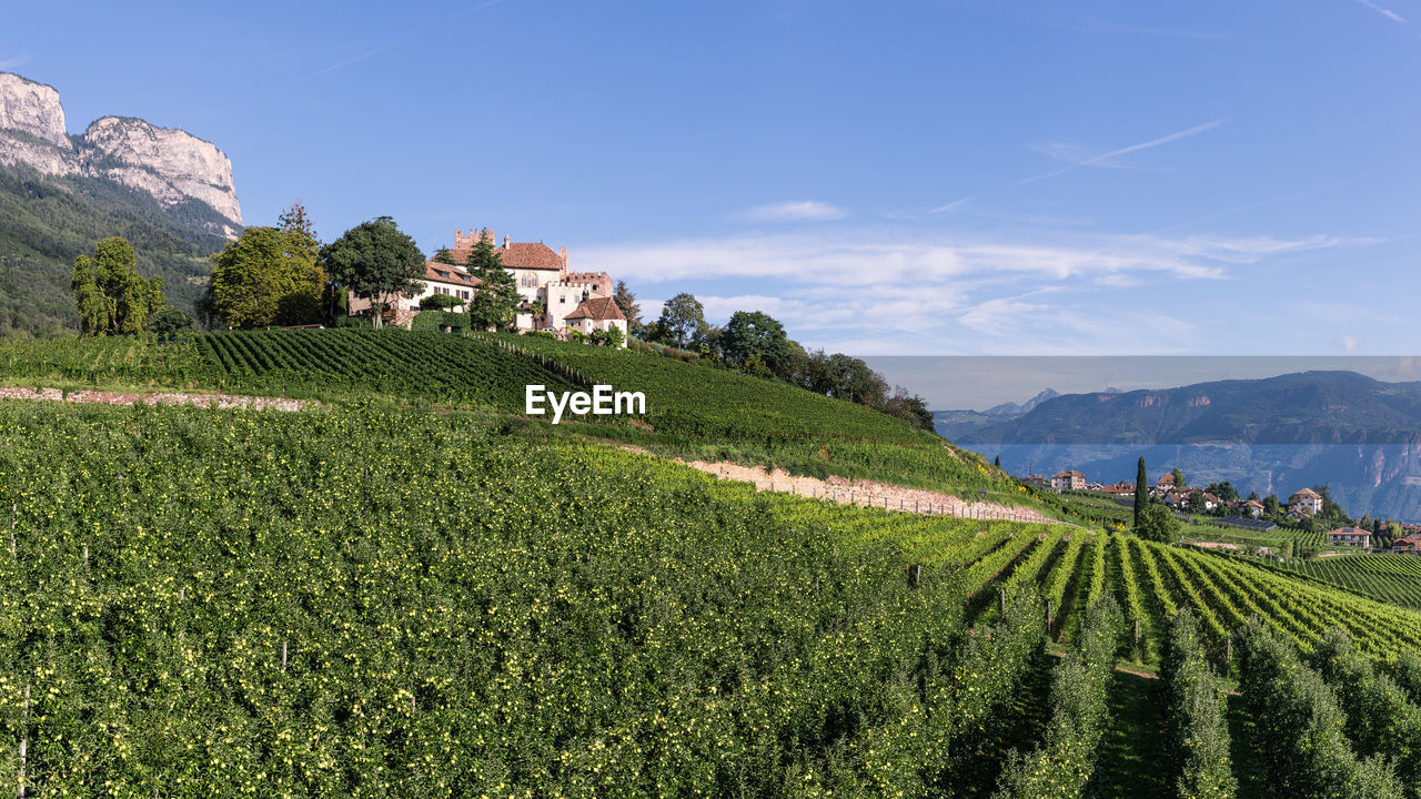 Scenic view of agricultural field
