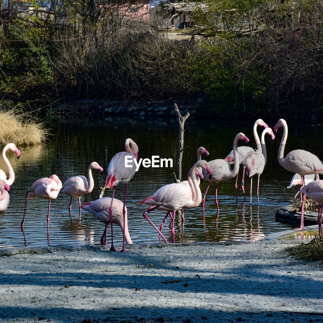 FLOCK OF BIRDS IN WATER