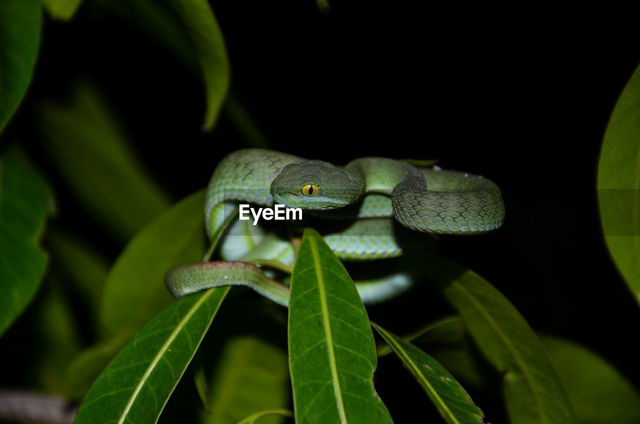 Close-up of snake on plant