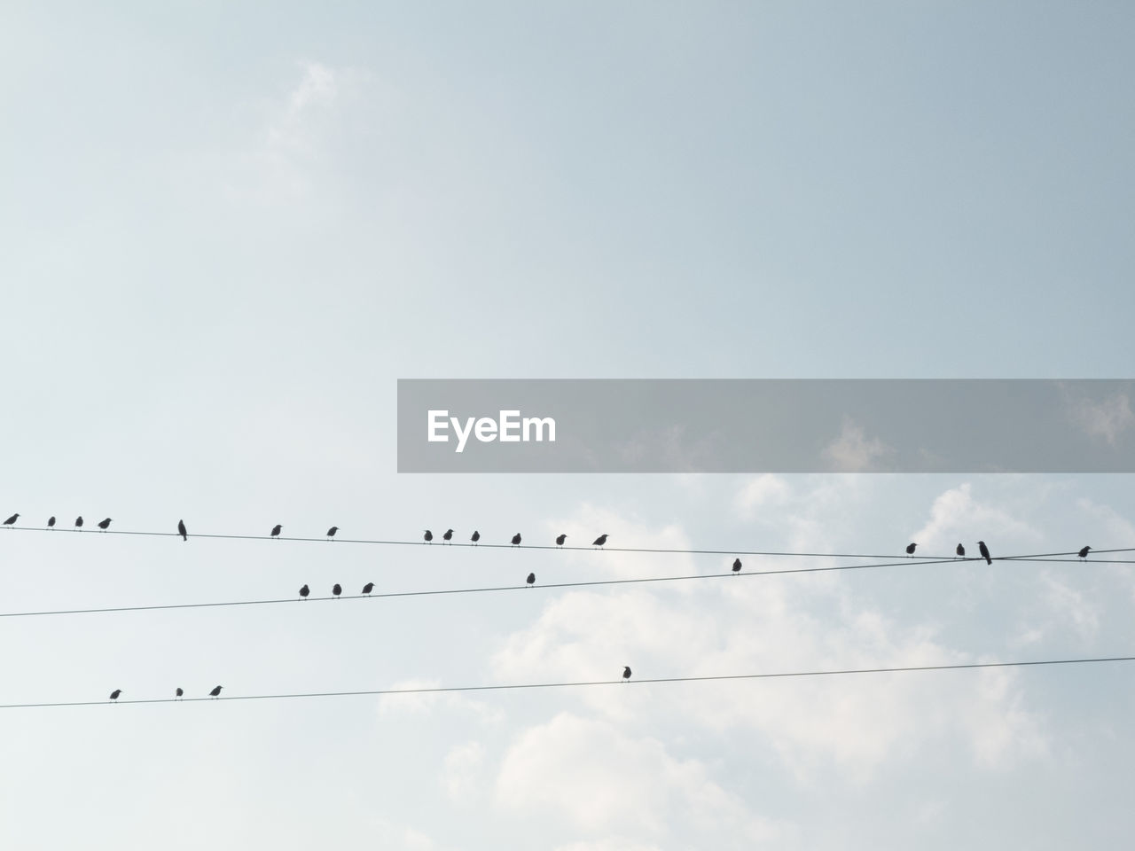 Low angle view of birds perching on cables against sky