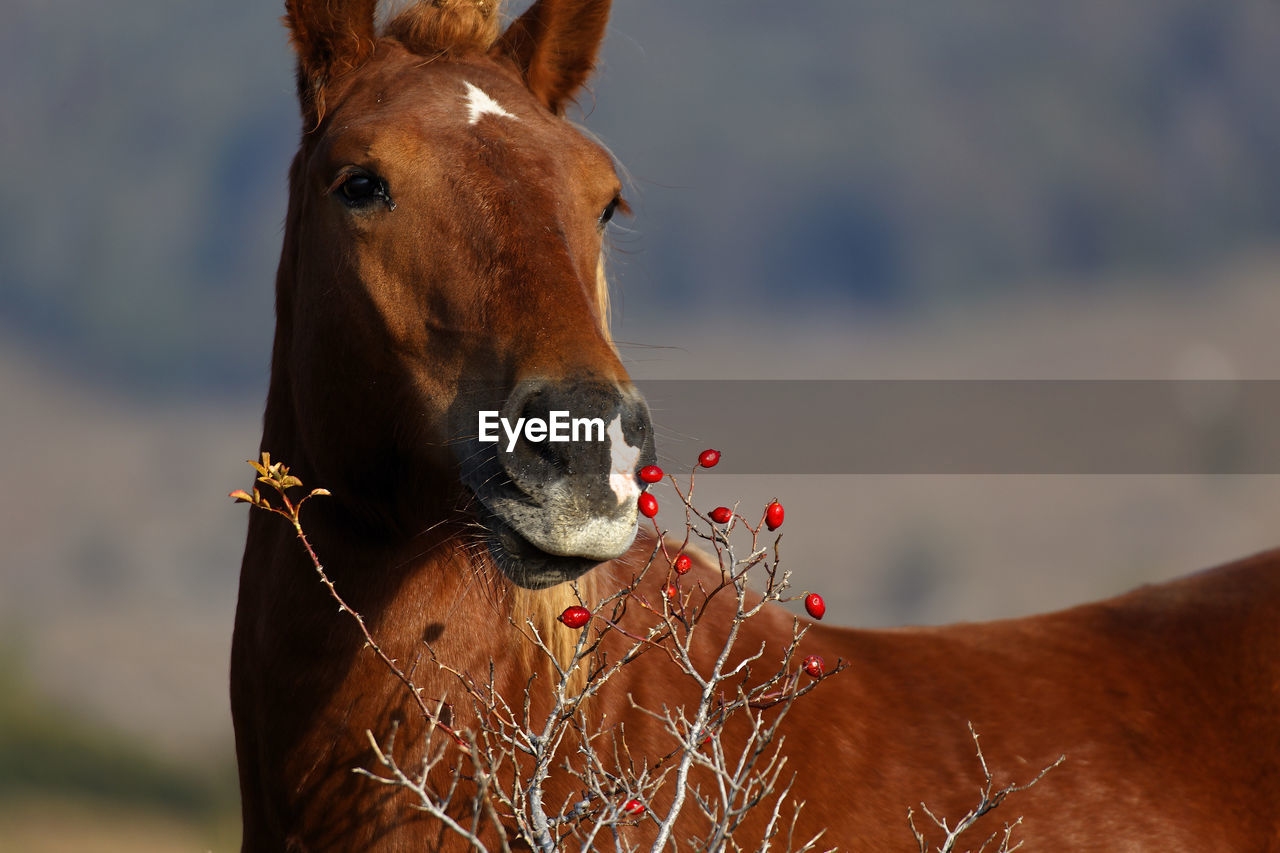 Horse is eating a rose hip on the velebit mountain, croatia