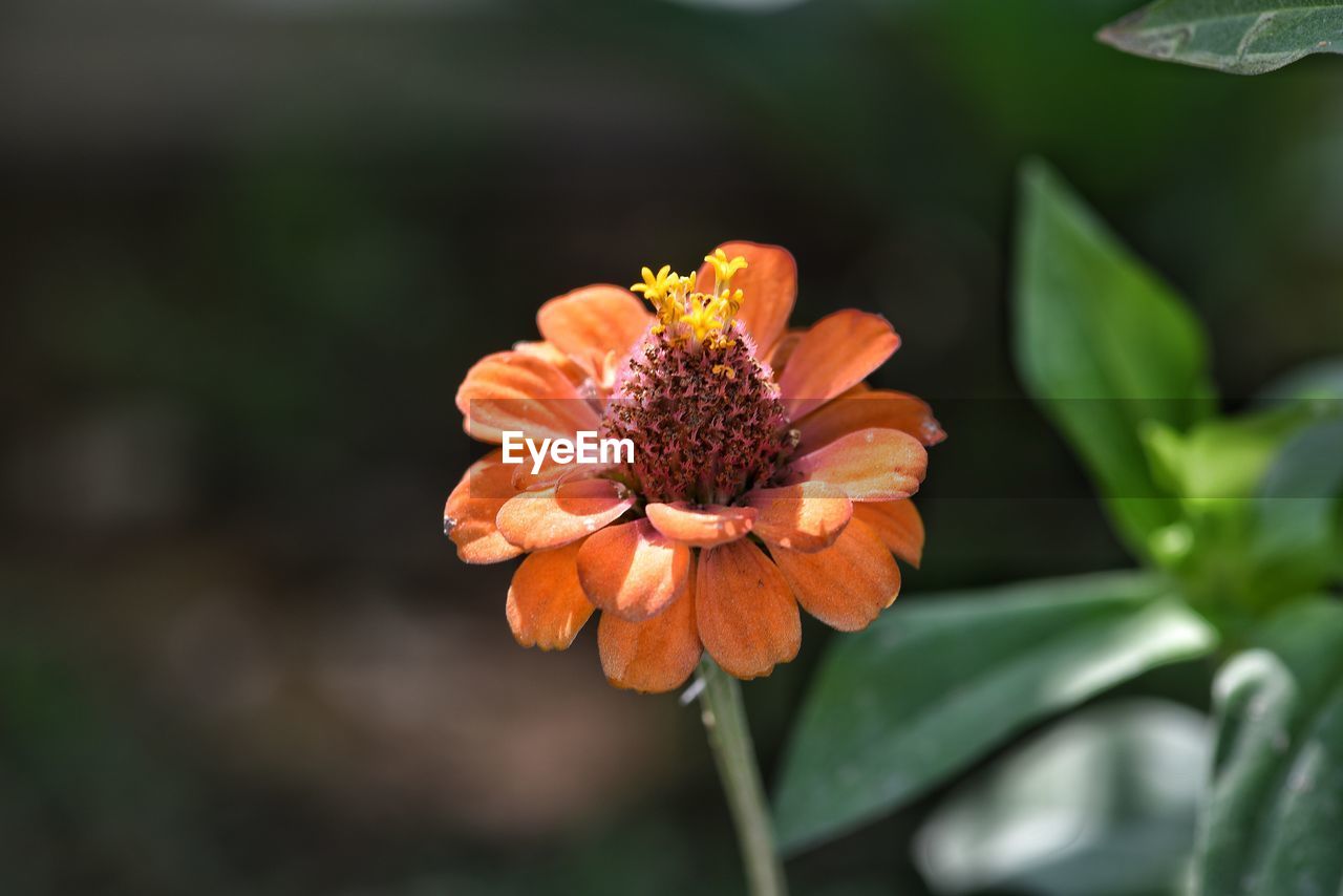 Close-up of orange flowering plant on field