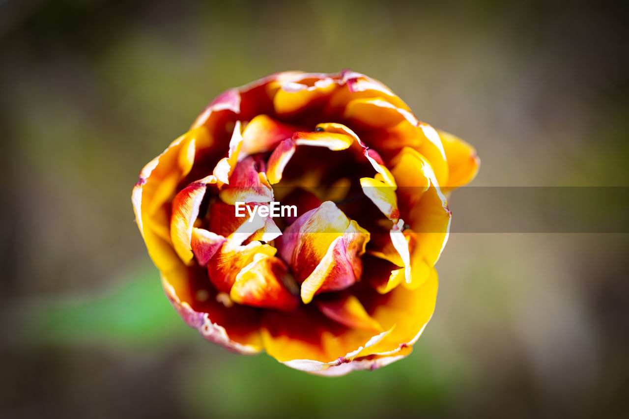 CLOSE-UP OF ROSE AGAINST YELLOW LEAF