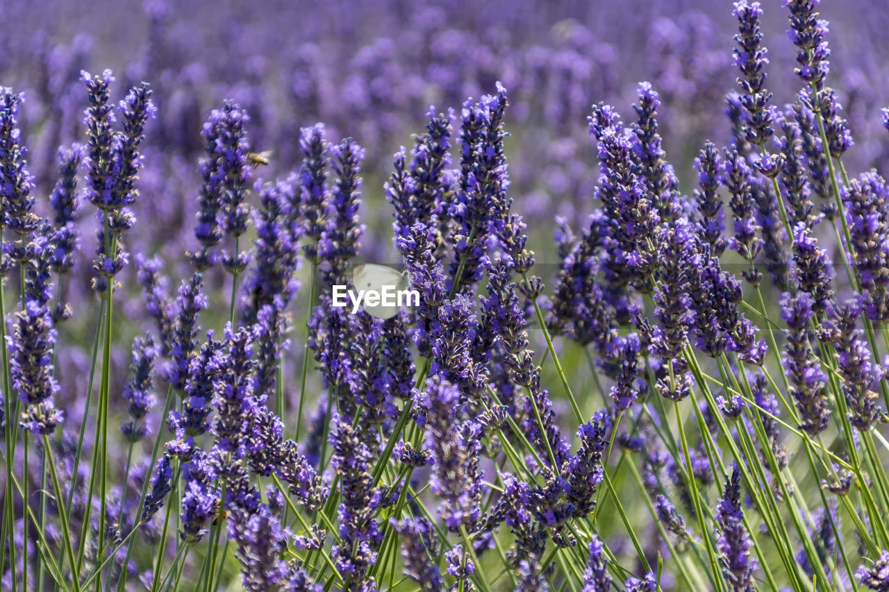 Close-up of purple flowering plants on field