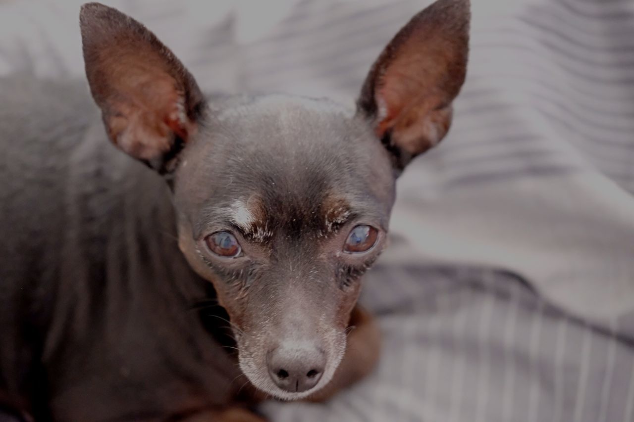 HIGH ANGLE VIEW OF DOG